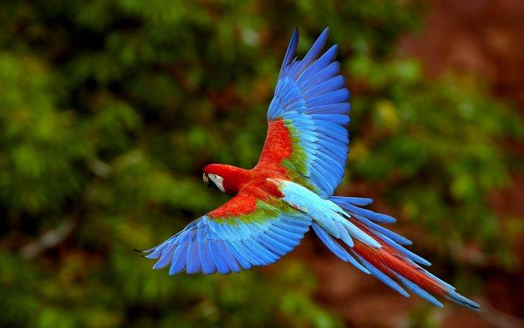 birds exotic macaws parrot HD Wallpaper Desktop Background