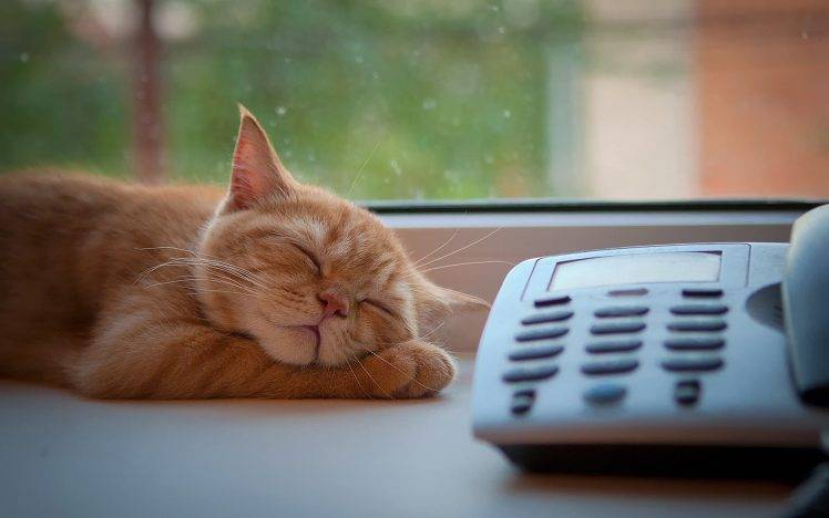 cat sleep kittens HD Wallpaper Desktop Background