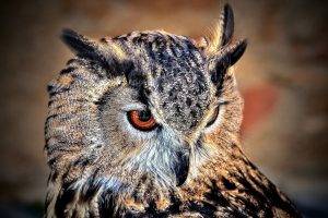 owl birds wildlife