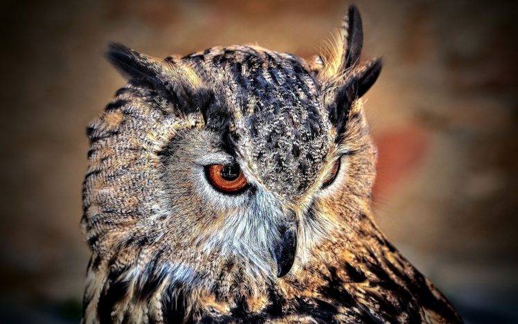 owl birds wildlife HD Wallpaper Desktop Background