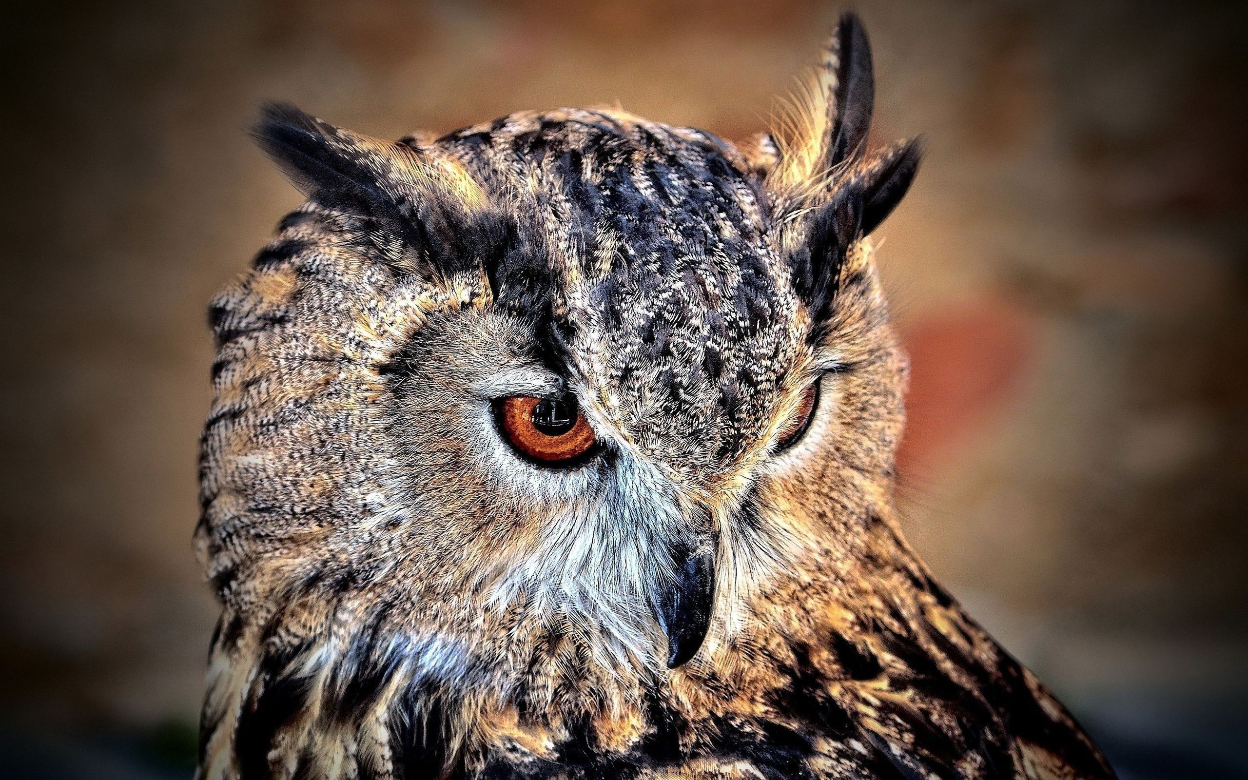 owl birds wildlife Wallpaper