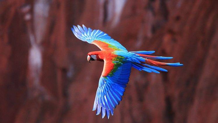 macaws birds parrot HD Wallpaper Desktop Background