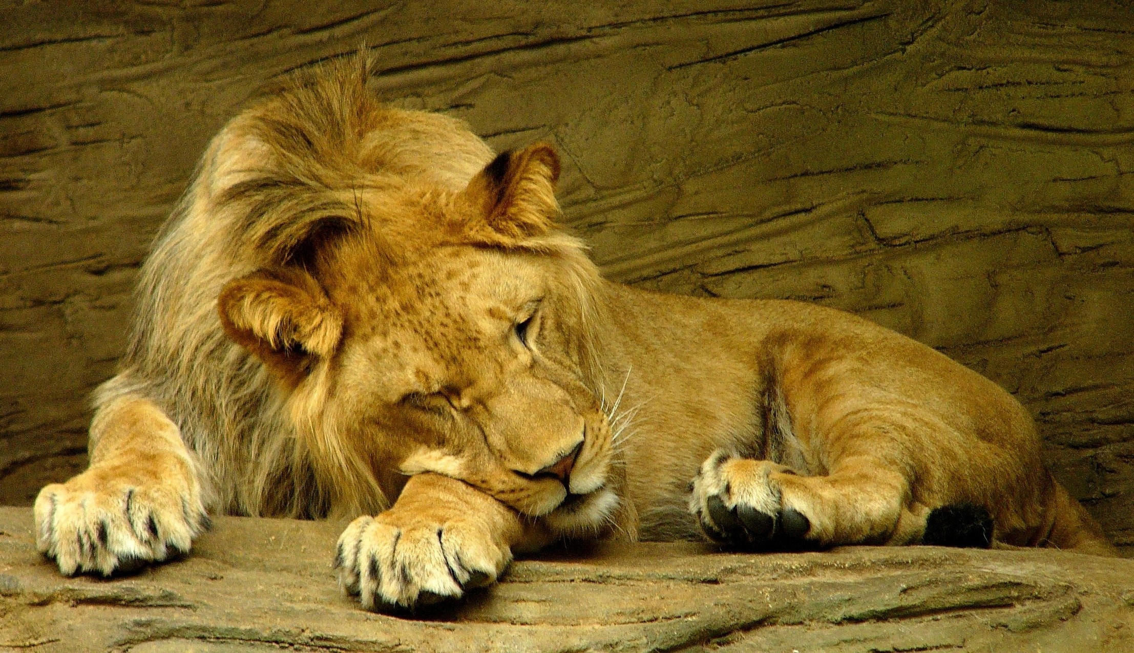 lion Wallpaper