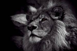 lion monochrome