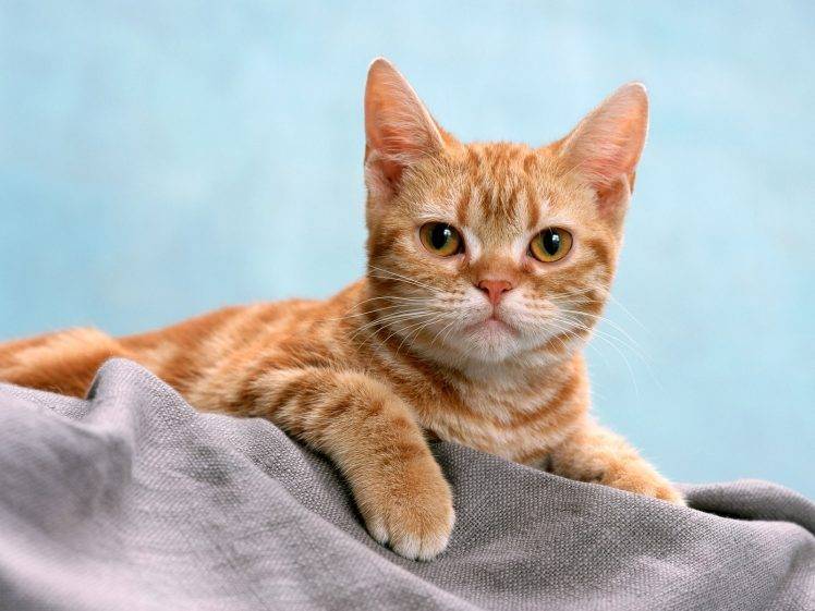 cat feline HD Wallpaper Desktop Background