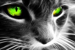 cat fractalius green eyes