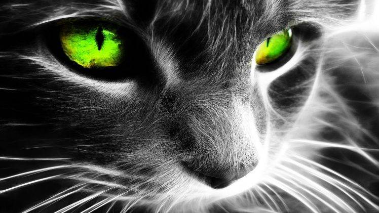 cat fractalius green eyes HD Wallpaper Desktop Background