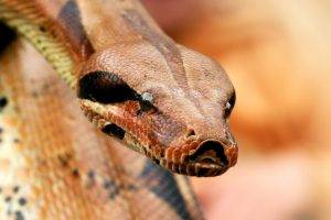 reptile snake python