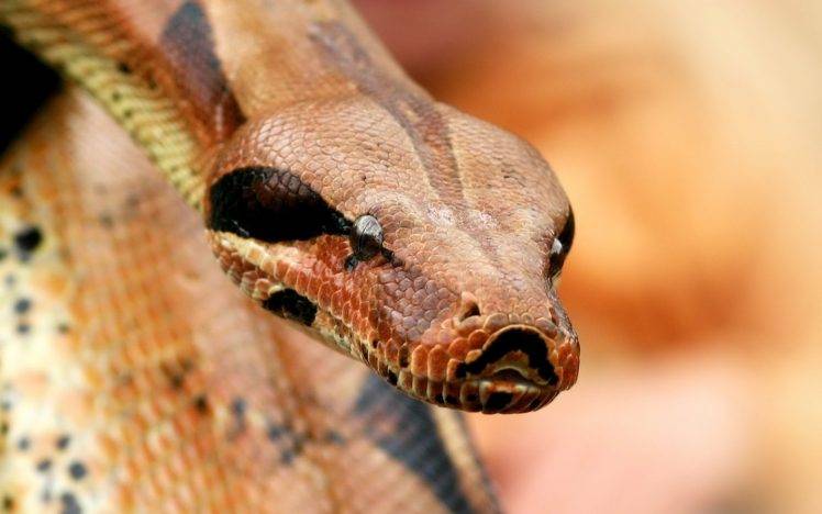 reptile snake python HD Wallpaper Desktop Background