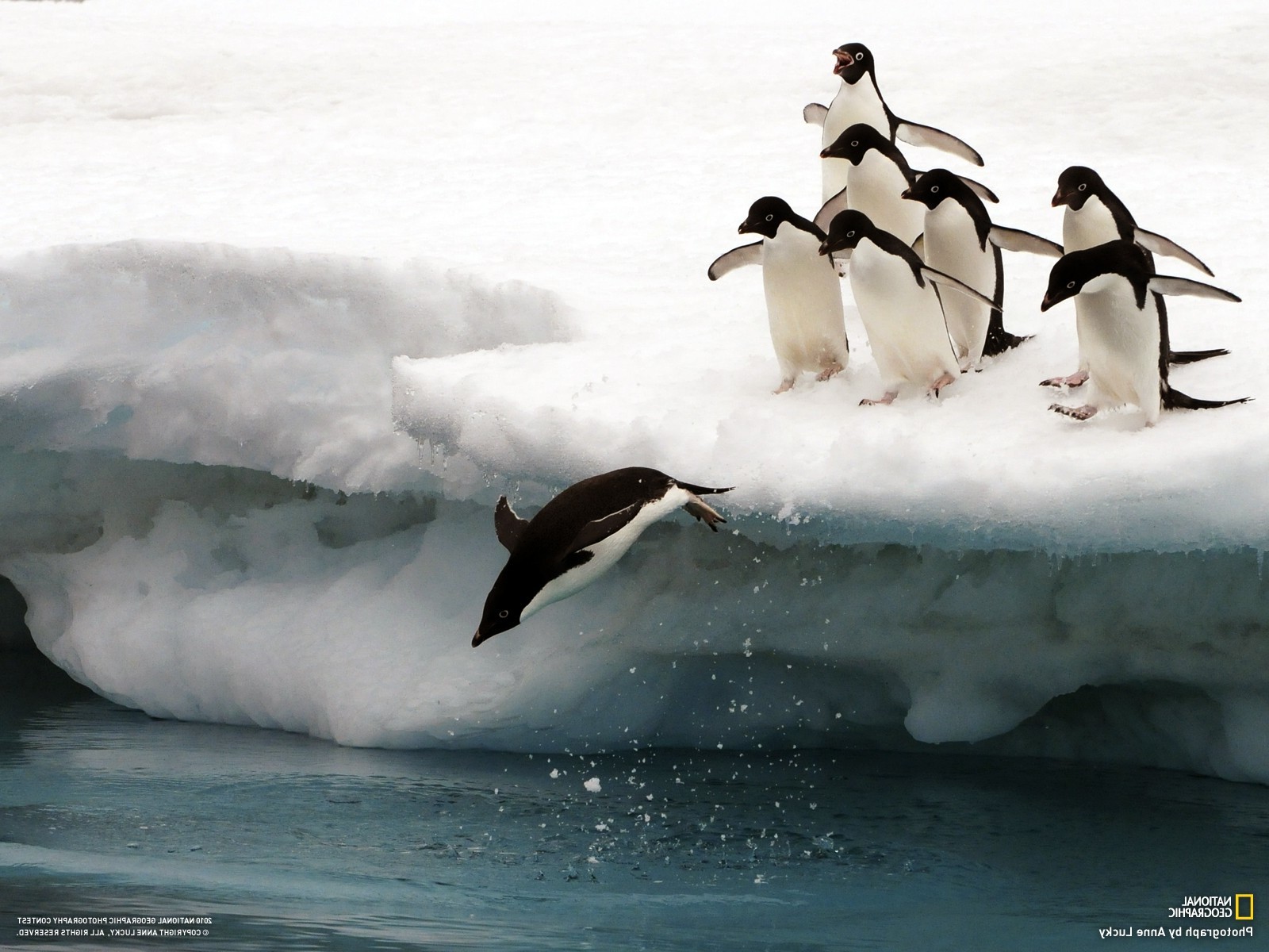 national geographic birds ice penguins Wallpaper