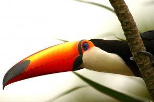 birds toucans branch national geographic