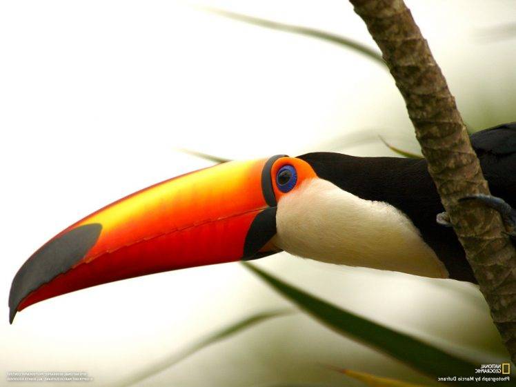 birds toucans branch national geographic HD Wallpaper Desktop Background