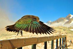 kea national geographic birds depth of field feathers parrot