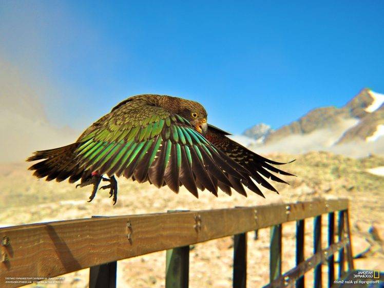 kea national geographic birds depth of field feathers parrot HD Wallpaper Desktop Background