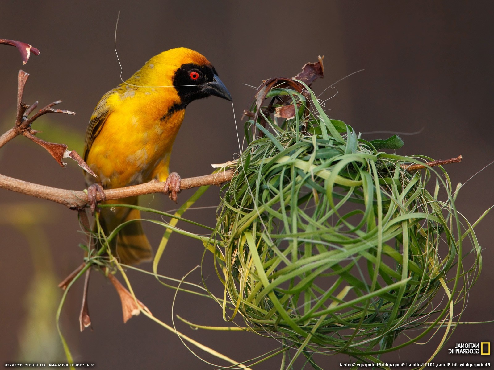 birds nests national geographic Wallpaper