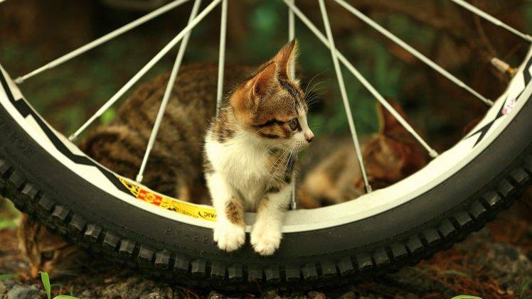 cat bicycle bicycle tires HD Wallpaper Desktop Background