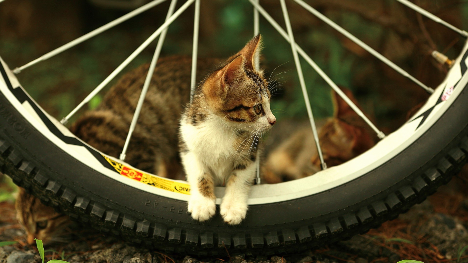 cat bicycle bicycle tires Wallpaper