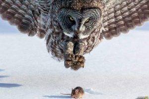 birds snow owl mice national geographic