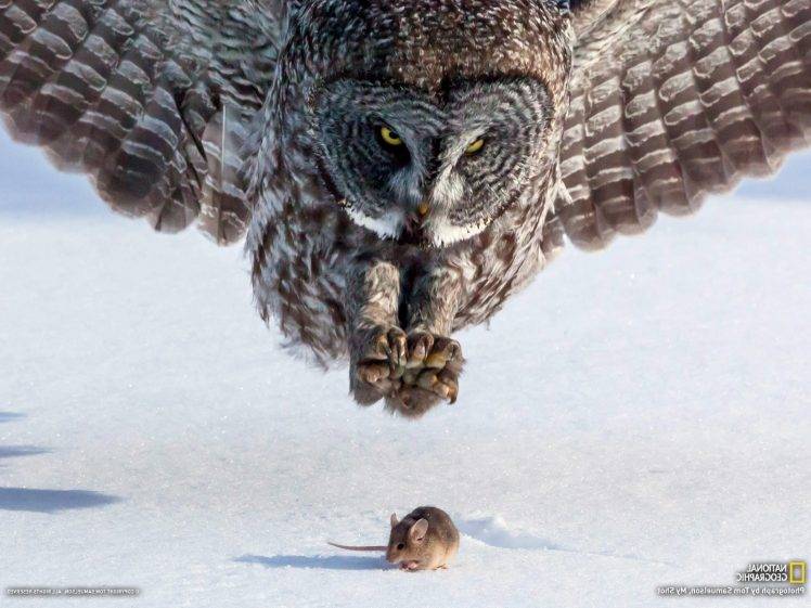 birds snow owl mice national geographic HD Wallpaper Desktop Background