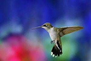 hummingbirds birds