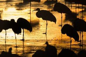 africa birds sunset silhouette