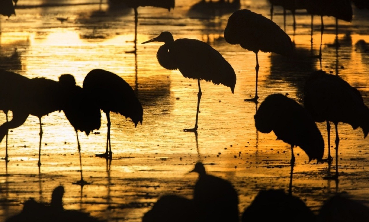 africa birds sunset silhouette Wallpaper