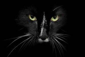 cat feline black