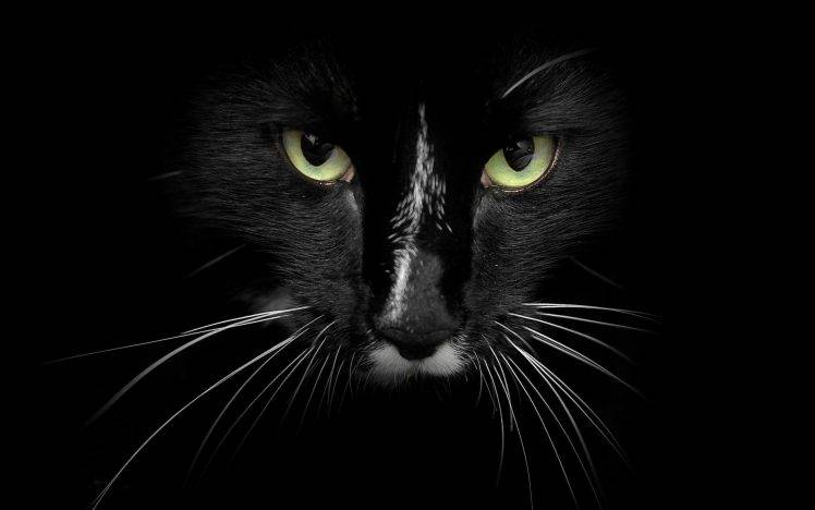 cat feline black HD Wallpaper Desktop Background