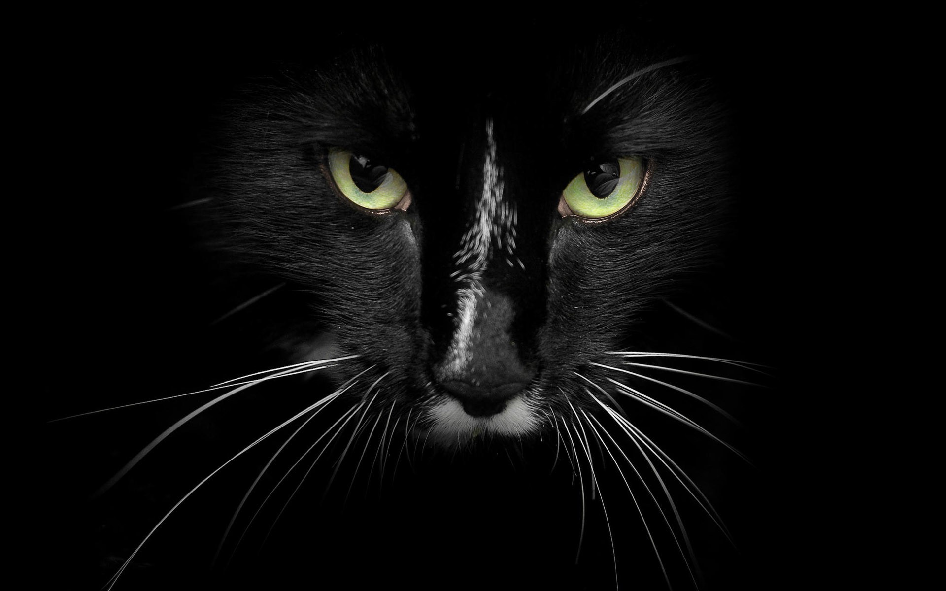 cat feline black Wallpaper