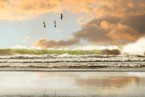 beach waves birds sea rock
