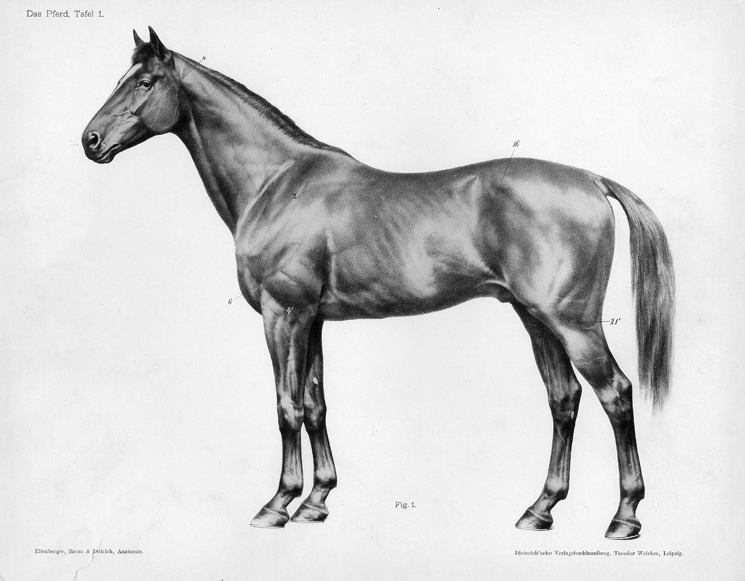 horse monochrome Wallpaper