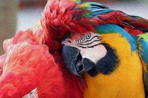 macaws parrot birds