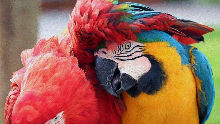 macaws parrot birds HD Wallpaper Desktop Background