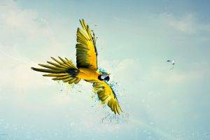 macaws birds sky parrot flying paint splatter