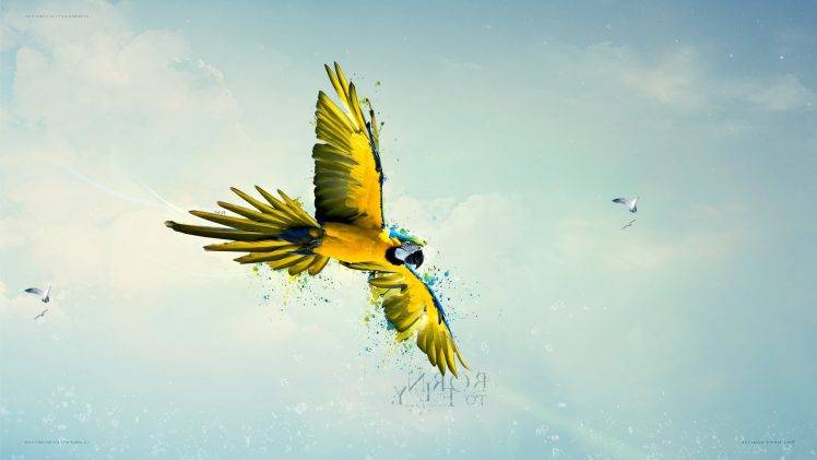 macaws birds sky parrot flying paint splatter HD Wallpaper Desktop Background