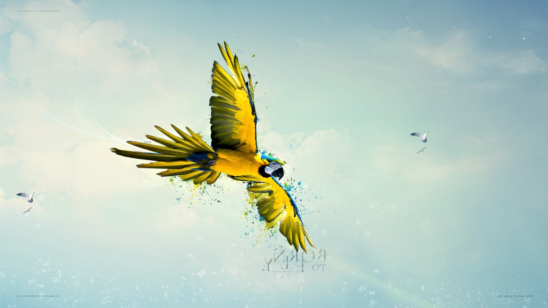 macaws birds sky parrot flying paint splatter Wallpaper