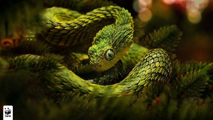 vipers snake reptile HD Wallpaper Desktop Background