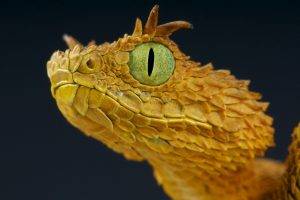 snake yellow wildlife macro eyes reptile vipers