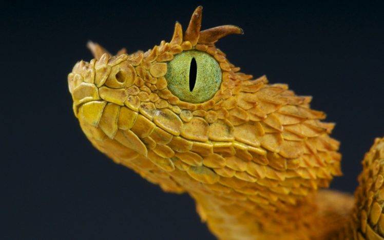 snake yellow wildlife macro eyes reptile vipers HD Wallpaper Desktop Background