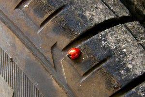 ladybugs tires insect