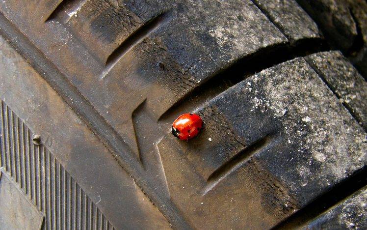 ladybugs tires insect HD Wallpaper Desktop Background