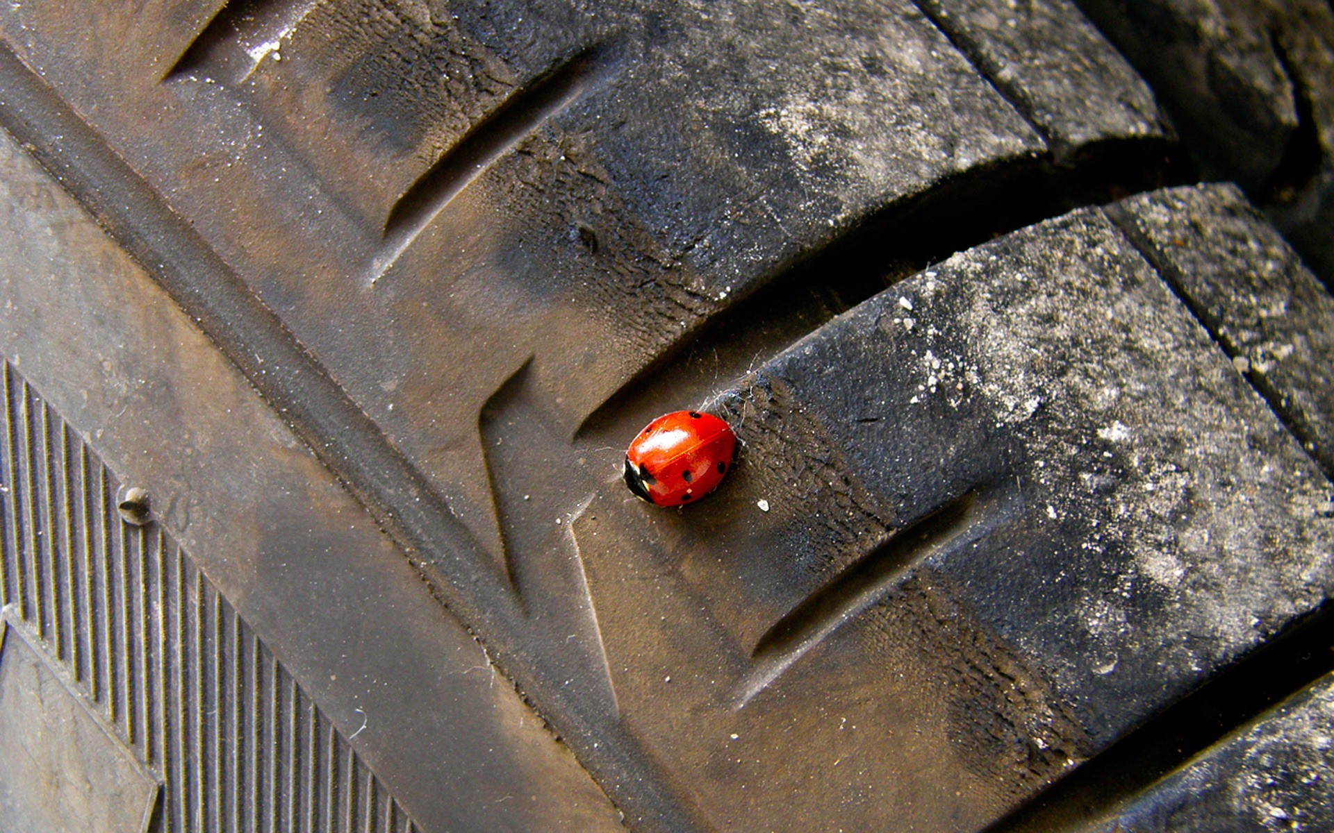 ladybugs tires insect Wallpaper