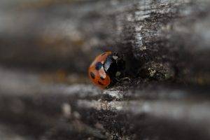ladybugs wood macro insect