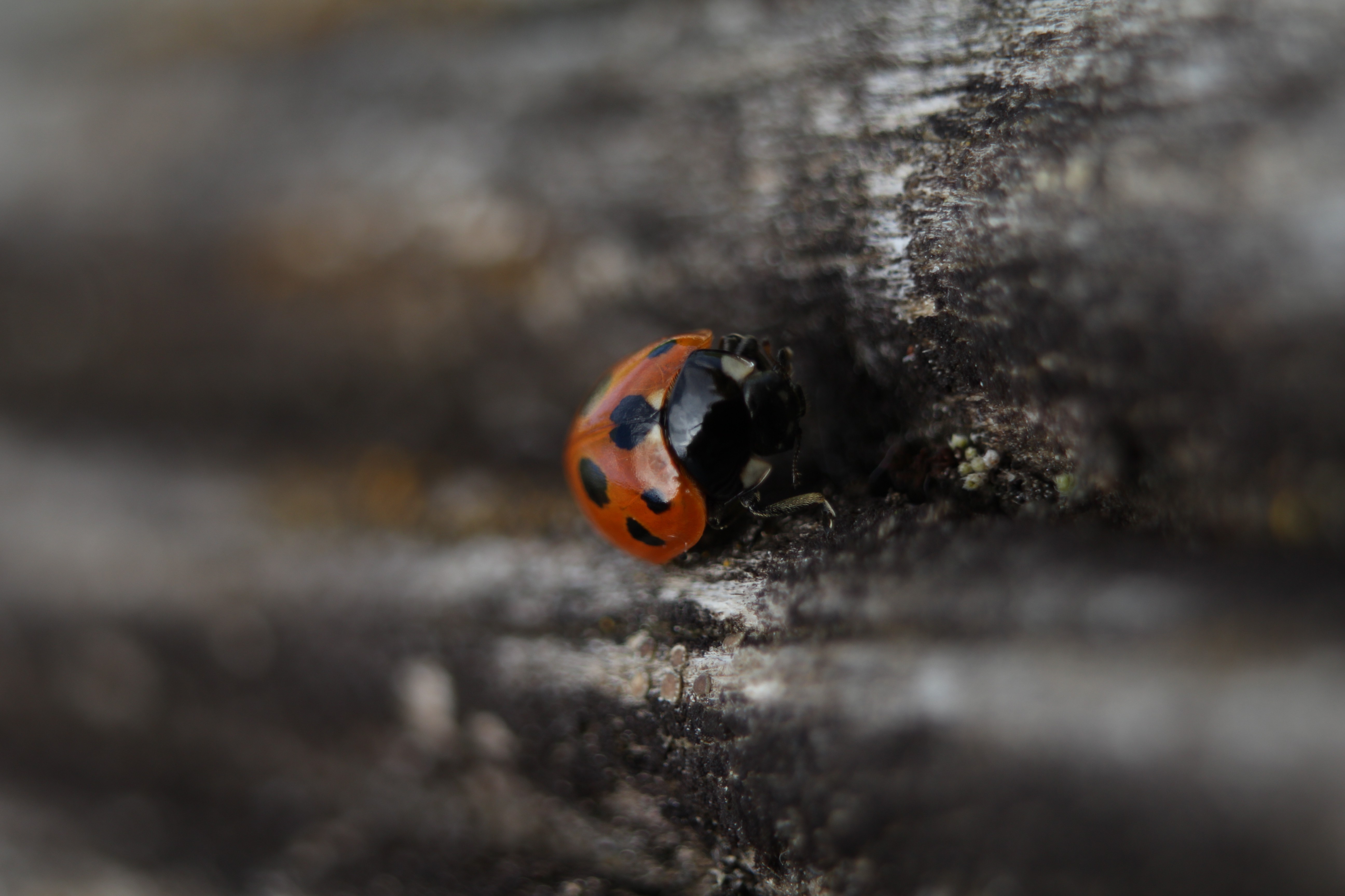 ladybugs wood macro insect Wallpaper