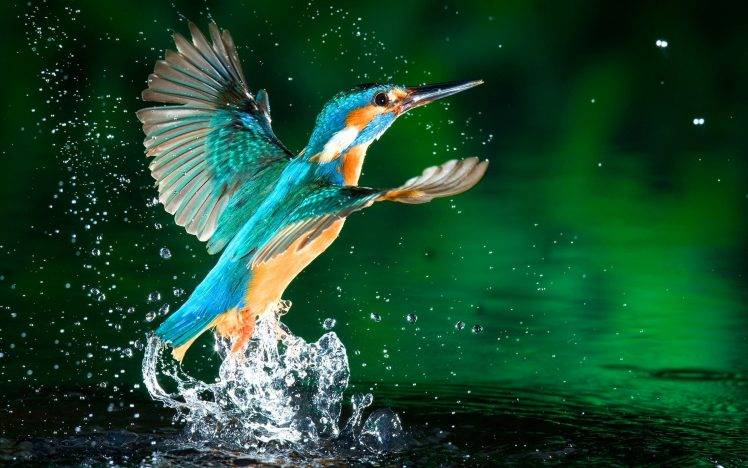 kingfisher water splashes birds HD Wallpaper Desktop Background