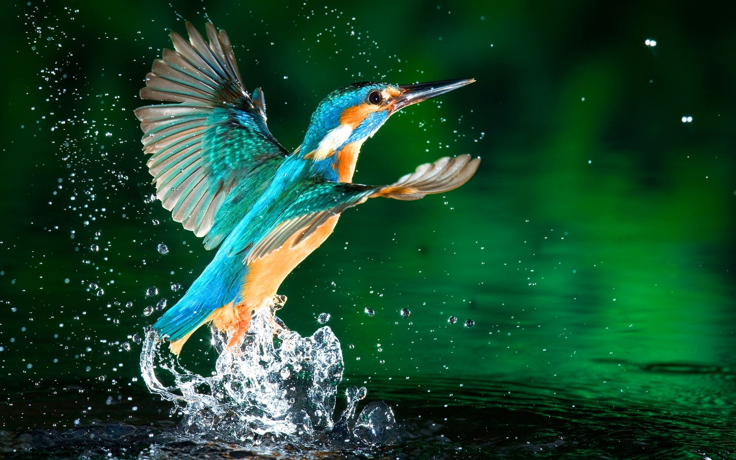 kingfisher water splashes birds Wallpaper