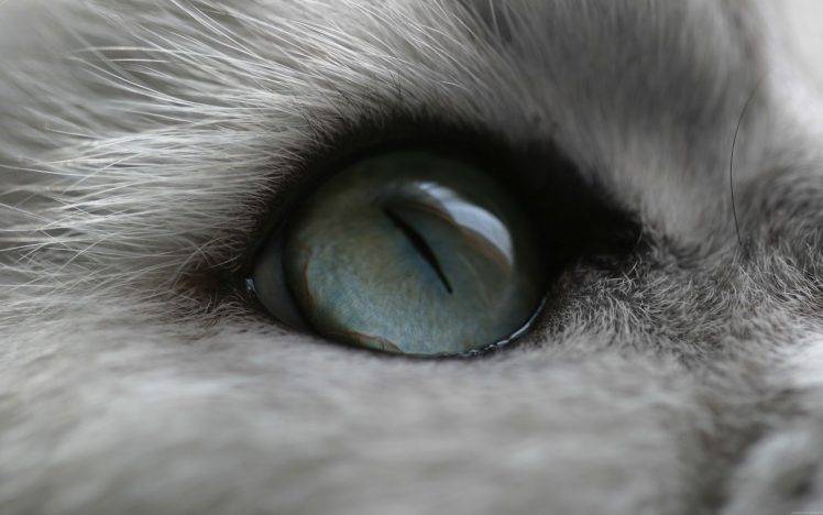 cat eyes HD Wallpaper Desktop Background