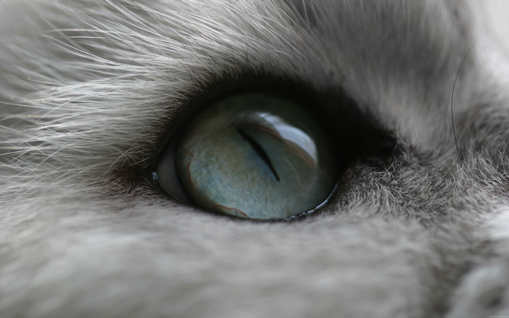 cat eyes Wallpaper