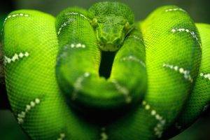 snake green reptile boa constrictor