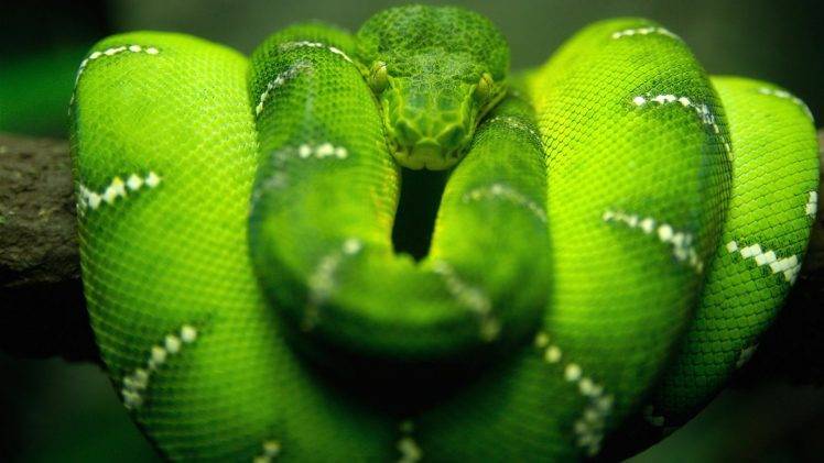 snake green reptile boa constrictor HD Wallpaper Desktop Background